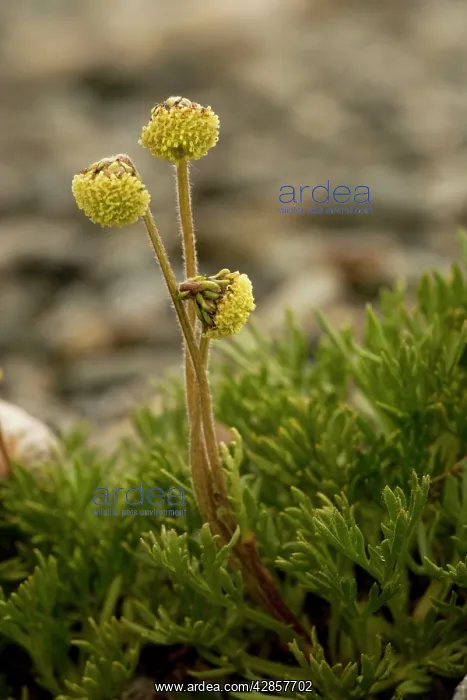 : Norwegian mugwort : Norwegian mugwort