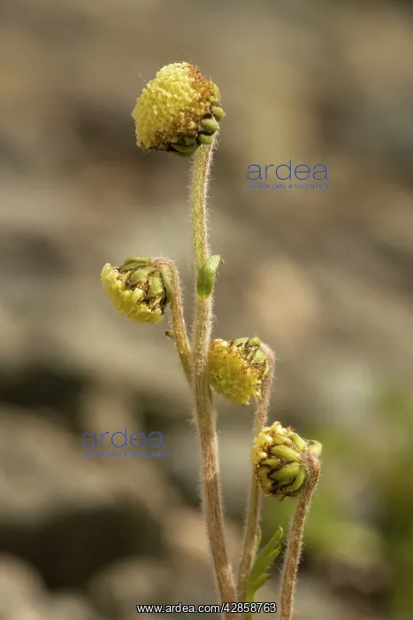 : Norwegian mugwort : Norwegian mugwort