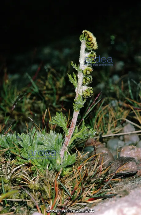 : Norwegian Mugwort / Scottish Wormwood : Norwegian Mugwort / Scottish Wormwood