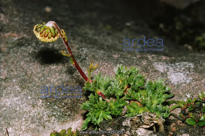 : Norwegian Mugwort / Scottish Wormwood : Norwegian Mugwort / Scottish Wormwood