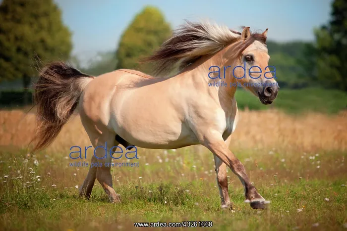 : Norwegian Pony, Gelding, galloping on meadow, North : Norwegian Pony, Gelding, galloping on meadow, North