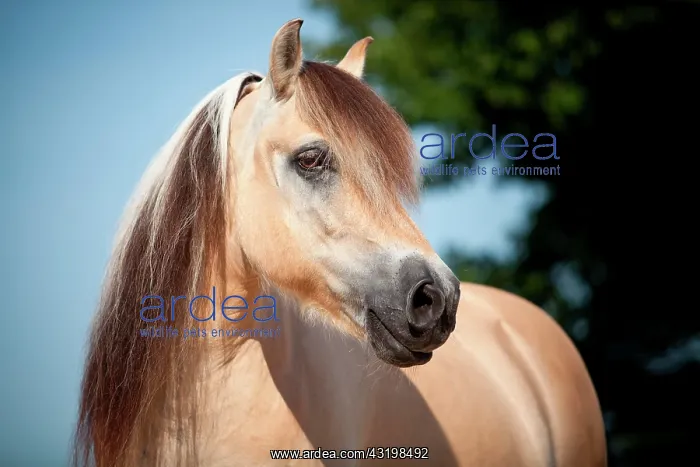 : Norwegian Pony, Gelding, portrait, North Rhine-Westphalia : Norwegian Pony, Gelding, portrait, North Rhine-Westphalia
