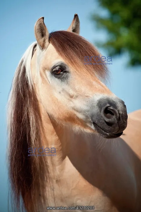 : Norwegian Pony, Gelding, portrait, North Rhine-Westphalia : Norwegian Pony, Gelding, portrait, North Rhine-Westphalia