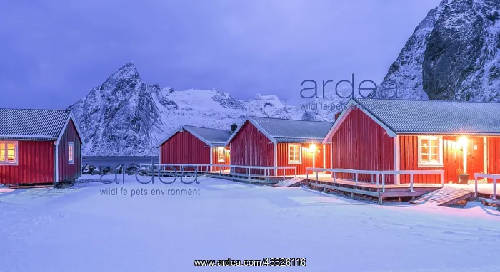 : Norwegian Red Cabin accommodation in the Lofoten : Norwegian Red Cabin accommodation in the Lofoten