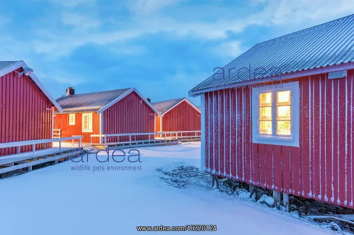 : Norwegian Red Cabin accommodation in the Lofoten : Norwegian Red Cabin accommodation in the Lofoten