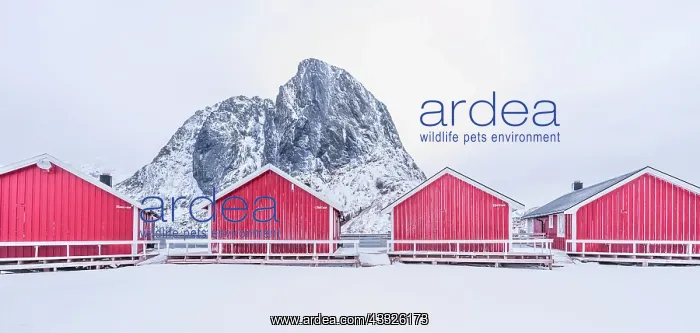 : Norwegian Red Cabin accommodation in the Lofoten : Norwegian Red Cabin accommodation in the Lofoten
