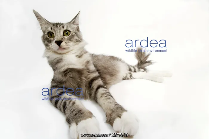 : Norwegian & Silver Tabby Cat - mackerel and white : Norwegian & Silver Tabby Cat - mackerel and white