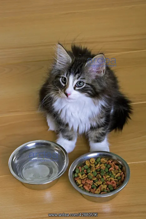 : Norwegian Silvery Tabby - mackerel & white - by : Norwegian Silvery Tabby - mackerel & white - by