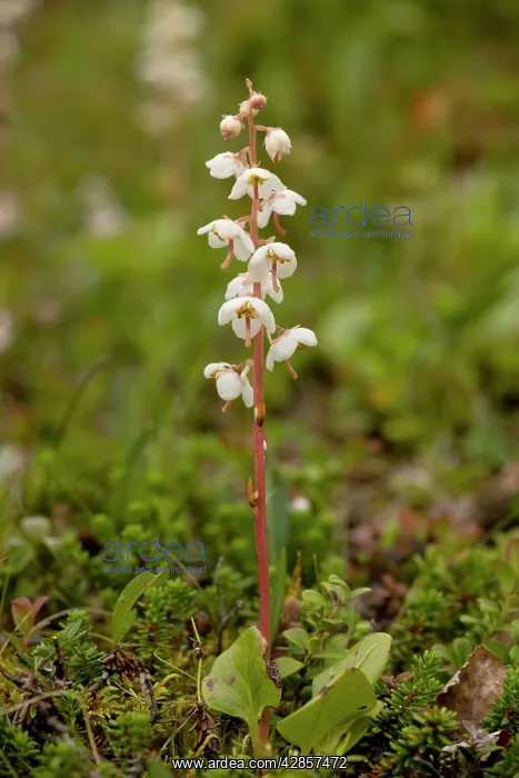 : Norwegian wintergreen : Norwegian wintergreen