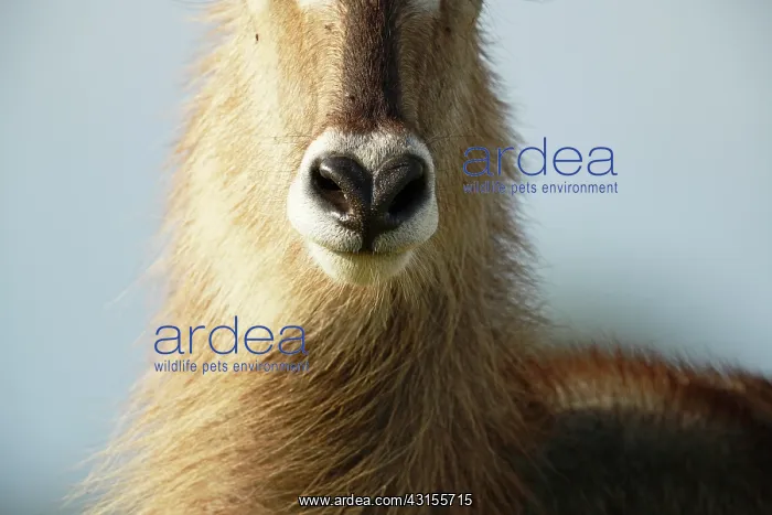  : Nose of Common Waterbuck (Kobus ellipsiprymnus)