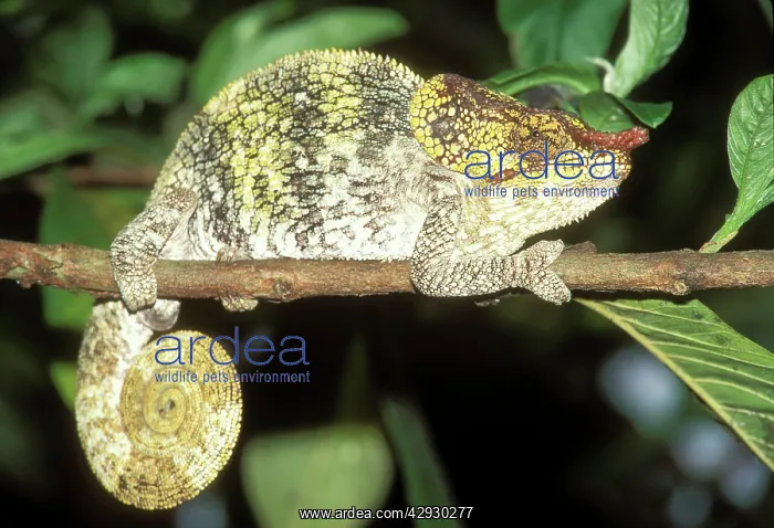 : Nose-horned CHAMELEON - on branch : Nose-horned CHAMELEON - on branch