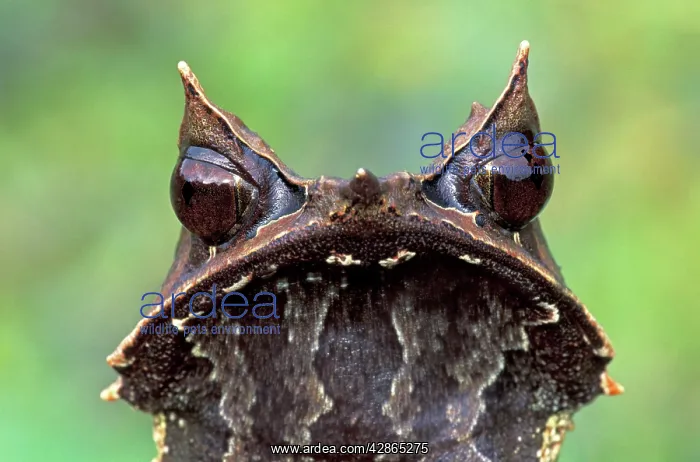 : Nose-horned Frog : Nose-horned Frog
