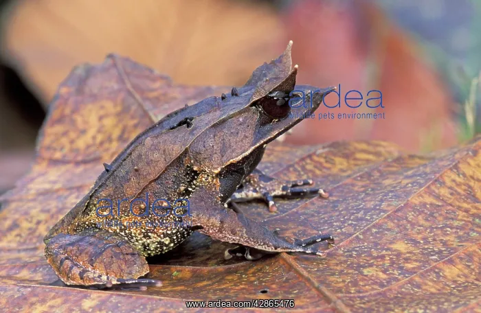 : Nose-horned Frog : Nose-horned Frog