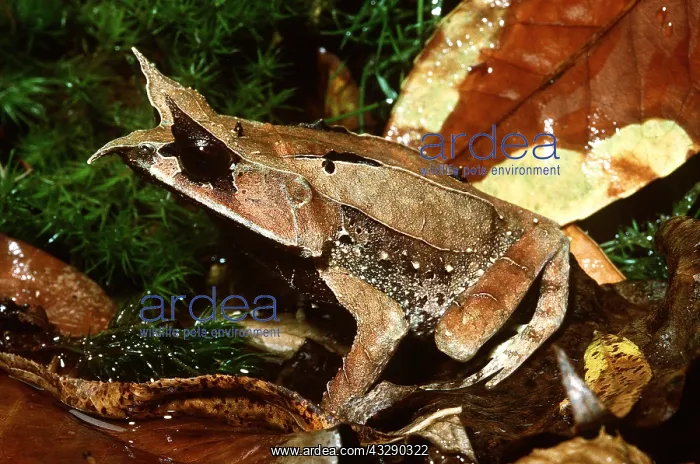 : Nose-horned / Malaysian Leaf Frog : Nose-horned / Malaysian Leaf Frog