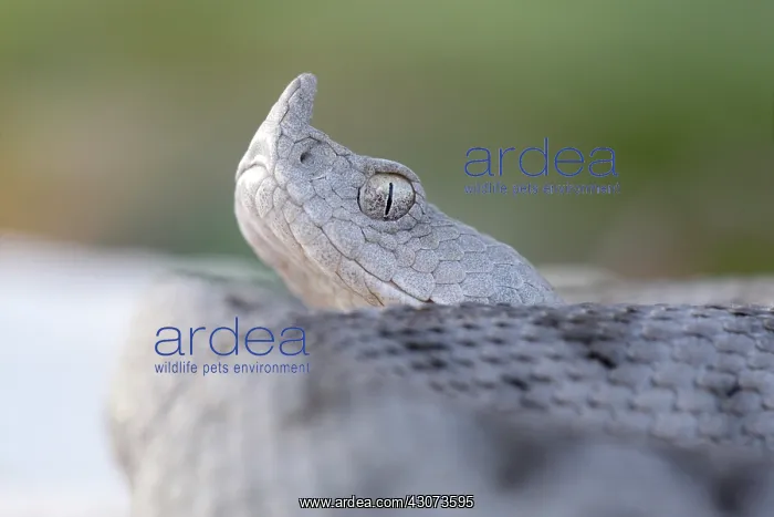  : Nose-horned Viper