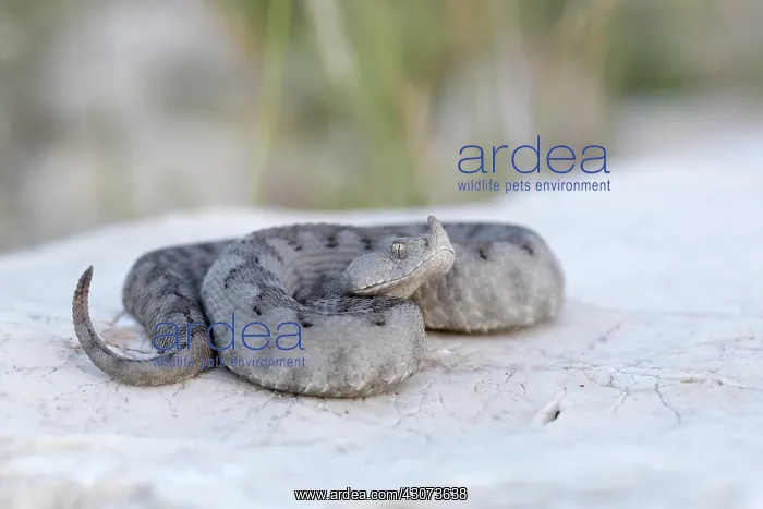 : Nose-horned Viper : Nose-horned Viper
