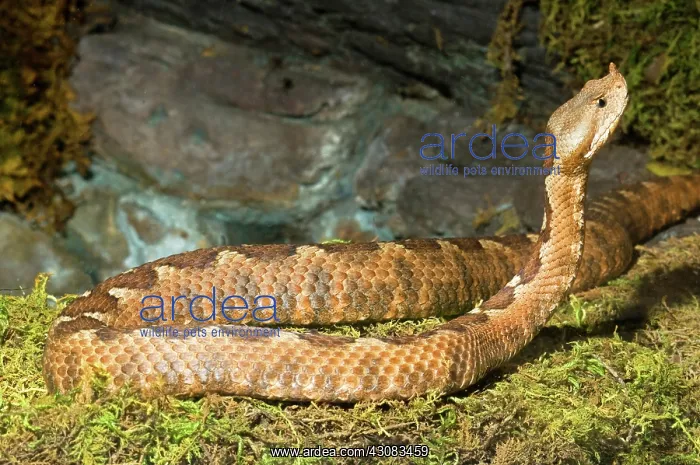 : Nose-Horned Viper : Nose-Horned Viper