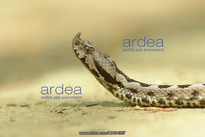 : Nose-horned Viper : Nose-horned Viper