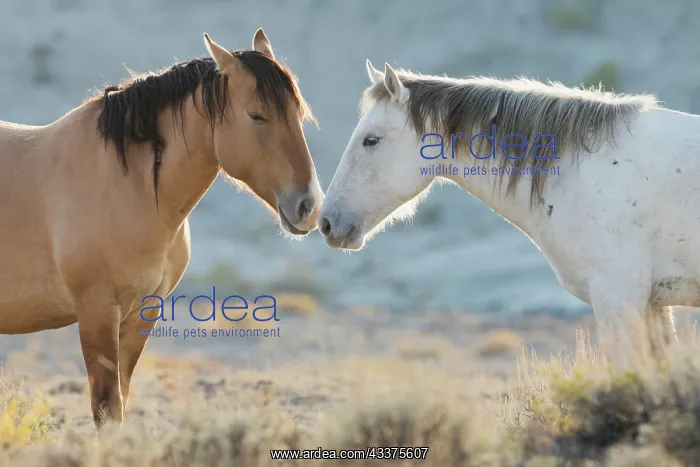 : Nose to nose Sand Wash Basin wild mustangs : Nose to nose Sand Wash Basin wild mustangs