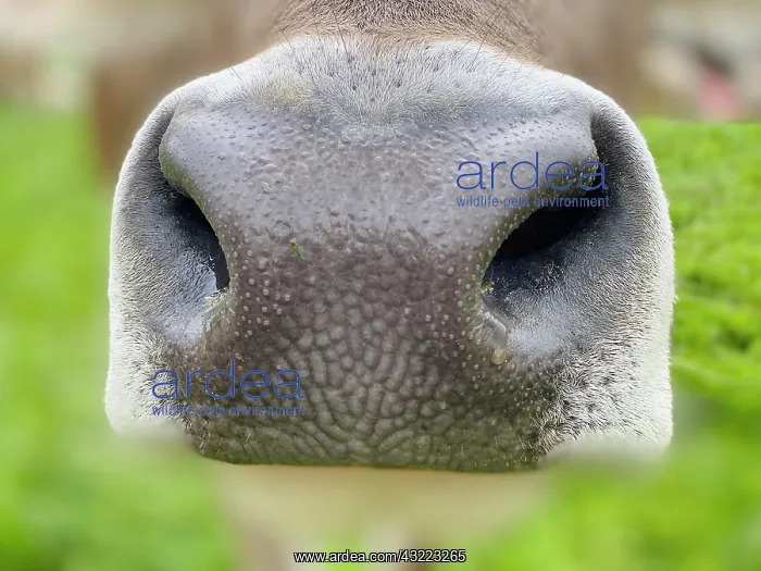 : Nostrils of a cow in close up : Nostrils of a cow in close up