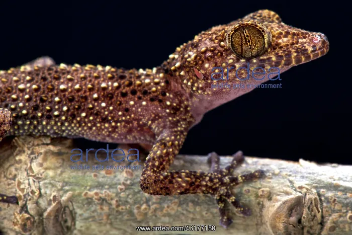 : Nosy Be gecko (Paroedura oviceps), Nosy Be, Madagascar : Nosy Be gecko (Paroedura oviceps), Nosy Be, Madagascar