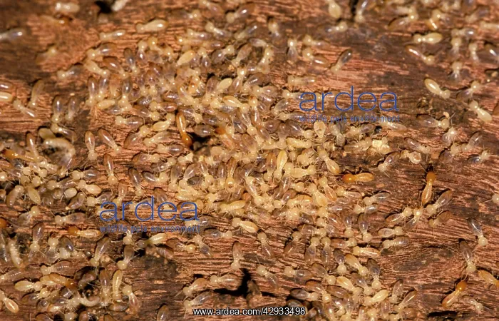 : Nosy termites - worker and soldier each being ridden : Nosy termites - worker and soldier each being ridden