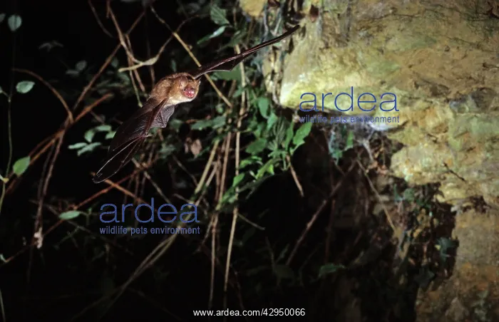 : Notch-eared bat flying into a cave (old iron mine) : Notch-eared bat flying into a cave (old iron mine)