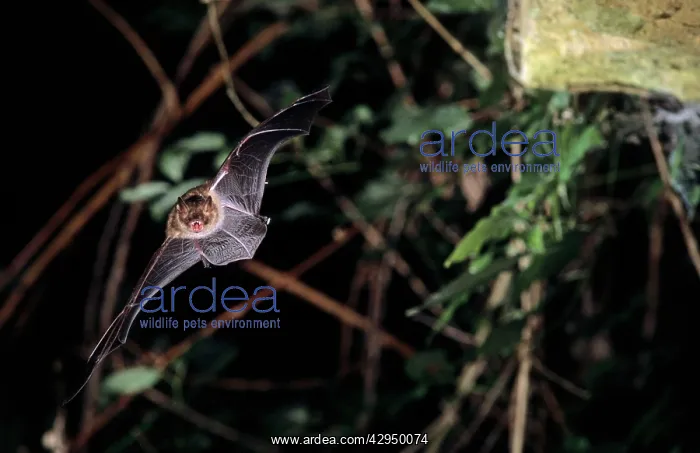 : Notch-eared bat flying into a cave (old iron mine) : Notch-eared bat flying into a cave (old iron mine)