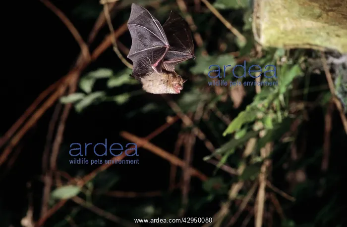 : Notch-eared bat flying into a cave (old iron mine) : Notch-eared bat flying into a cave (old iron mine)