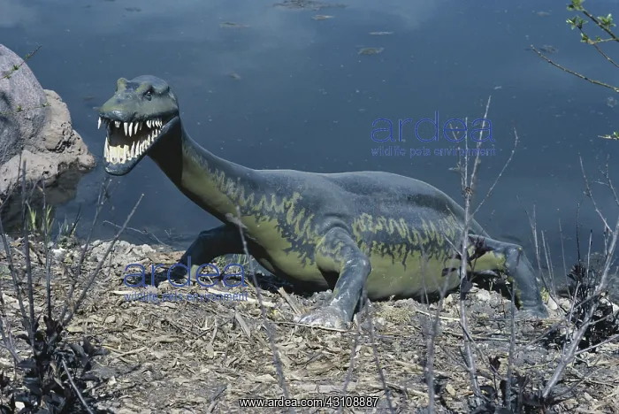 : Nothosaurus : Nothosaurus