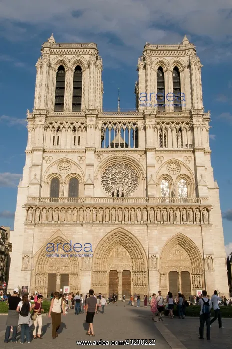 : Notre Dame Cathedral, Ile de la Cite, Paris : Notre Dame Cathedral, Ile de la Cite, Paris