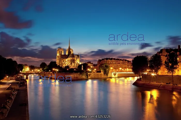  : Notre Dame, River Seine and Ile de la Cite