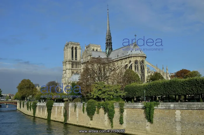 : Notre Dame on the Seine river, Paris, France, Europe : Notre Dame on the Seine river, Paris, France, Europe