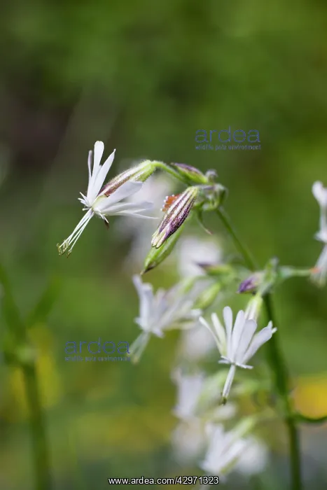 : Nottingham Catchfly : Nottingham Catchfly