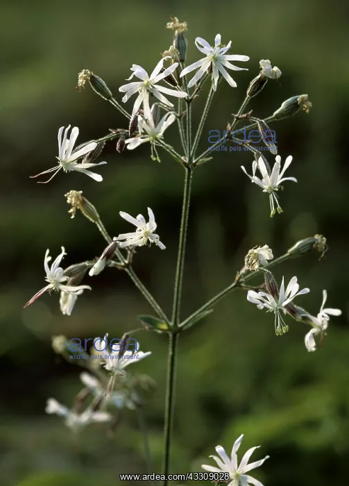 : NOTTINGHAM CATCHFLY : NOTTINGHAM CATCHFLY