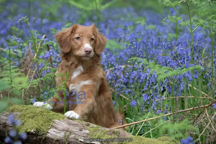 : Nova Scotia Duck Tolling Retriever in Bluebells : Nova Scotia Duck Tolling Retriever in Bluebells