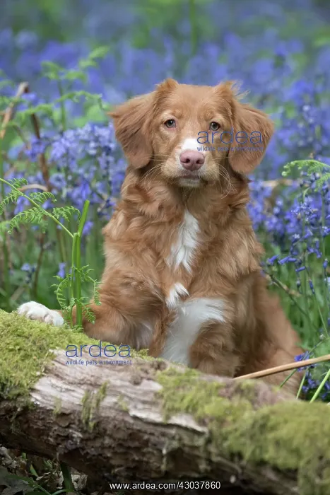 : Nova Scotia Duck Tolling Retriever in Bluebells : Nova Scotia Duck Tolling Retriever in Bluebells