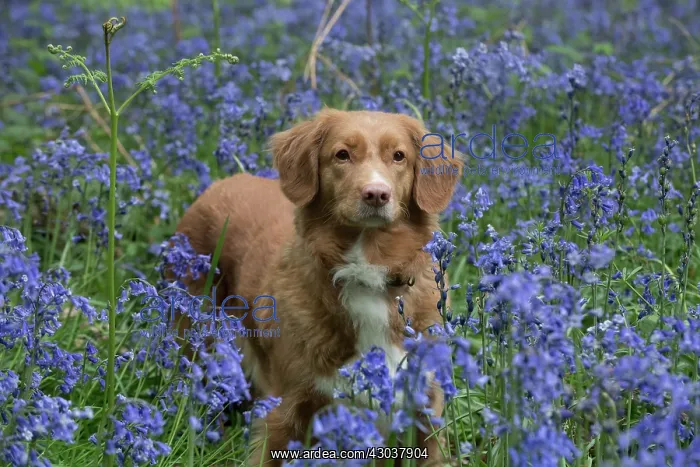 : Nova Scotia Duck Tolling Retriever in Bluebells : Nova Scotia Duck Tolling Retriever in Bluebells