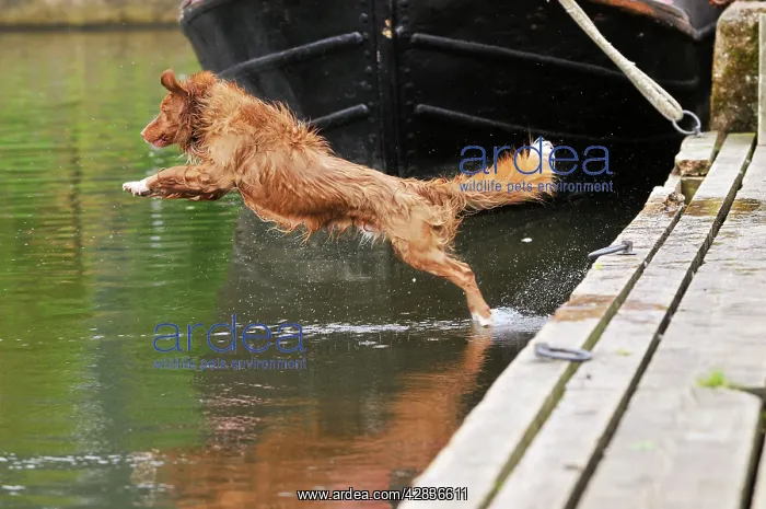 : Nova Scotia Duck Tolling Retriever - jumping into lake : Nova Scotia Duck Tolling Retriever - jumping into lake