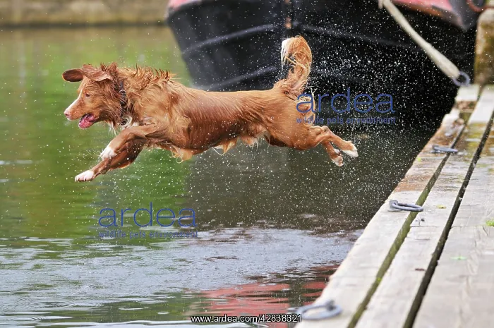 : Nova Scotia Duck Tolling Retriever - jumping into lake