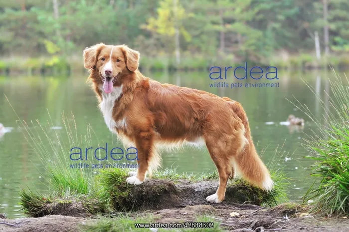 : Nova Scotia Duck Tolling Retriever - by lake : Nova Scotia Duck Tolling Retriever - by lake