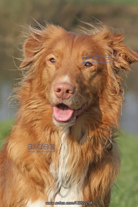 : Nova Scotia Duck Tolling Retriever, portrait Nova : Nova Scotia Duck Tolling Retriever, portrait Nova