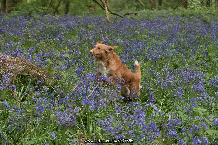  : Nova Scotia Duck Tolling Retriever running in Bluebells