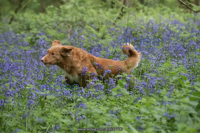 : Nova Scotia Duck Tolling Retriever running in Bluebells : Nova Scotia Duck Tolling Retriever running in Bluebells