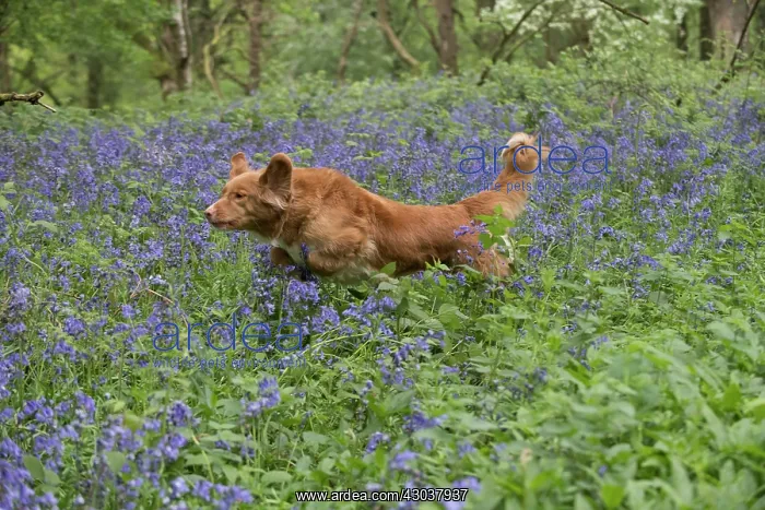  : Nova Scotia Duck Tolling Retriever running in Bluebells