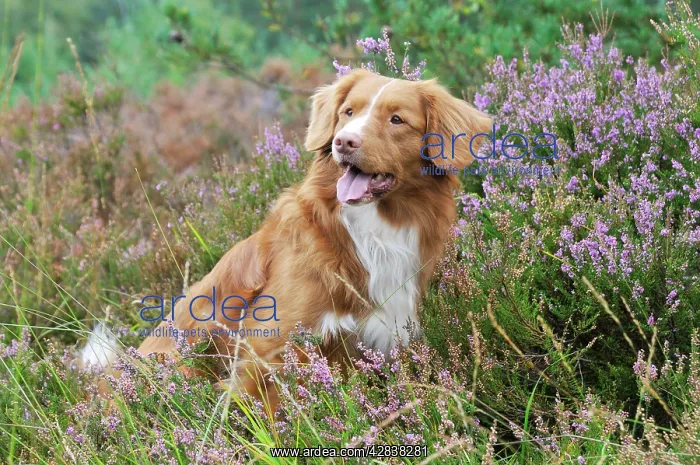 : Nova Scotia Duck Tolling Retriever - sitting in heather : Nova Scotia Duck Tolling Retriever - sitting in heather