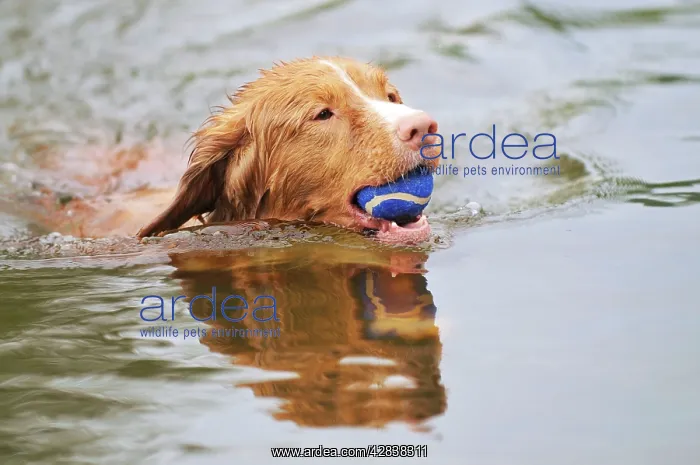 : Nova Scotia Duck Tolling Retriever - swimming in : Nova Scotia Duck Tolling Retriever - swimming in