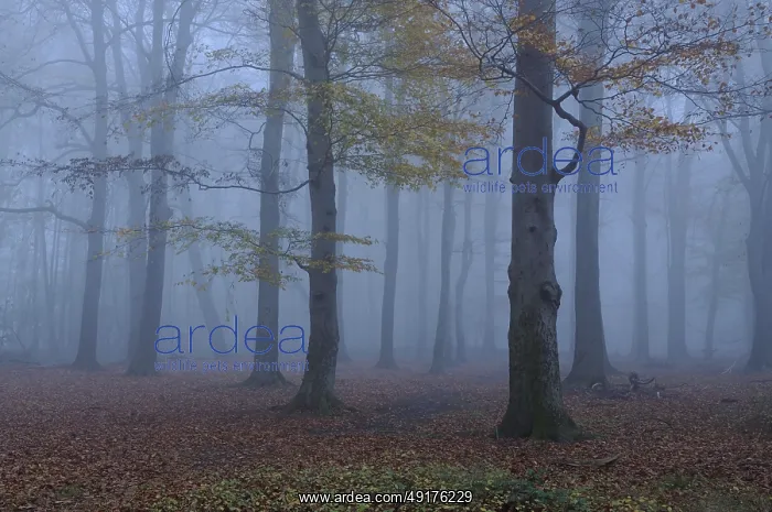 : November blues... Herrenbusch (Meerbusch) at dusk : November blues... Herrenbusch (Meerbusch) at dusk