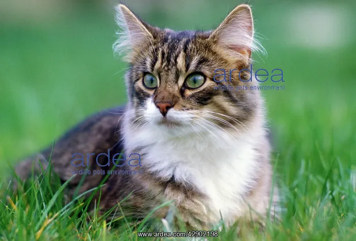 : Nowegian Forest Cat : Nowegian Forest Cat