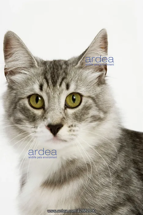 : Nowegian Forest Cat - Silver mackerel tabby & white : Nowegian Forest Cat - Silver mackerel tabby & white